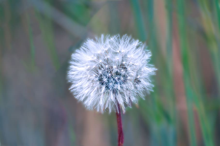 white, flower, bloom, nature, plant, blossom, light, fresh HD wallpaper