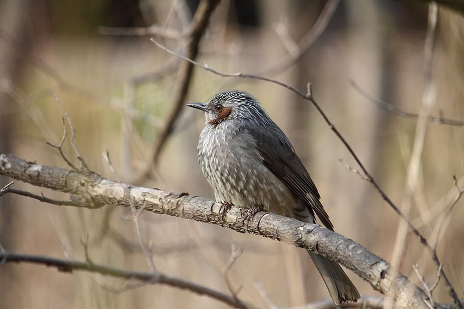 bird, winter, new, feather, nature, birds, vertebrate, animal wildlife HD wallpaper