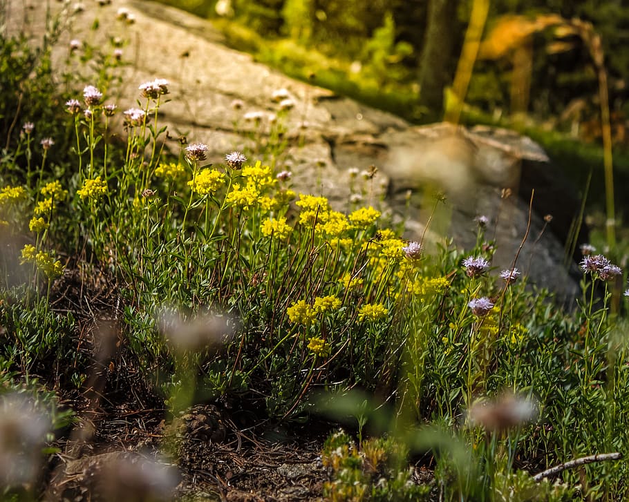 united states, carson pass, plant, growth, flower, flowering plant HD wallpaper