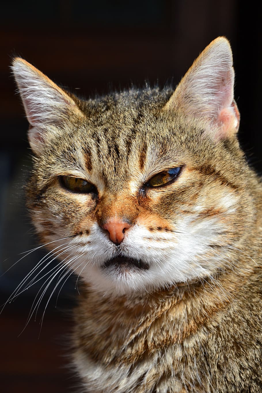 cat, look, expression, mammal, animal, feline, pets, domestic cat HD wallpaper