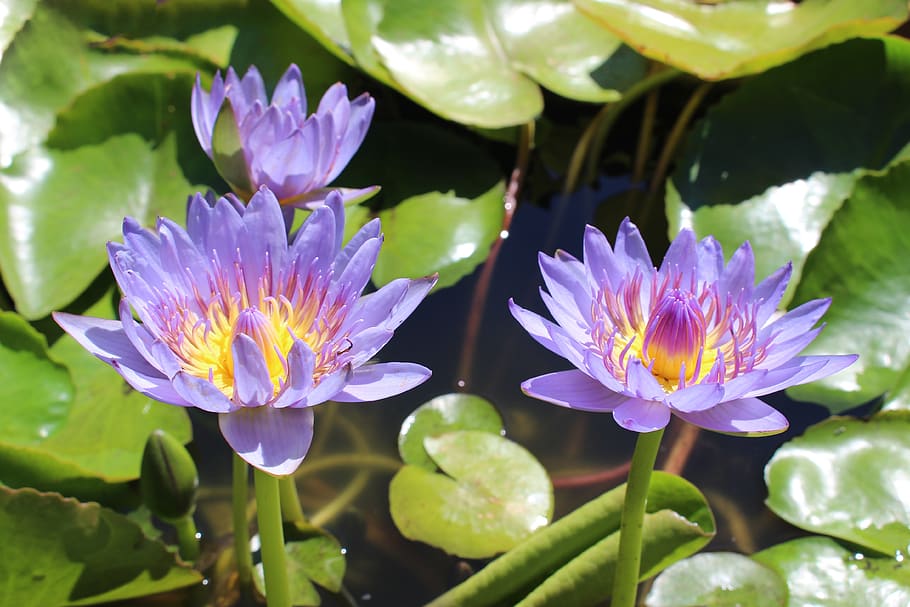 HD wallpaper: water lilies, nymphaea, aquatic, flowers, purple, yellow ...