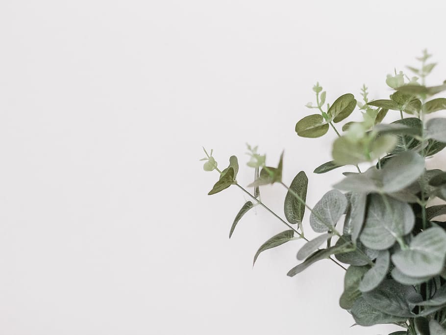 green-leafed plant, plant part, growth, copy space, nature, green color HD wallpaper