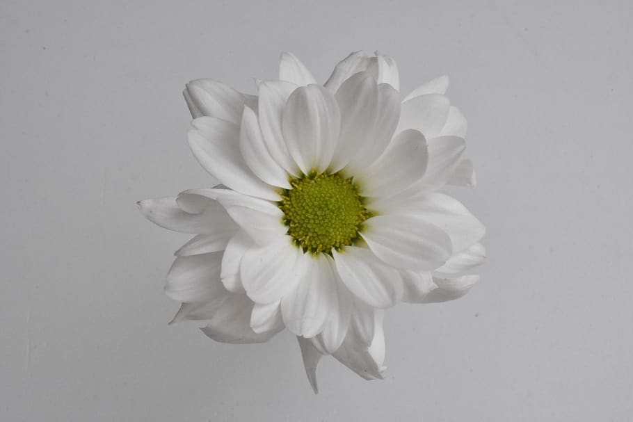 flower, white, chrysanthemum, flowering plant, freshness, fragility HD wallpaper
