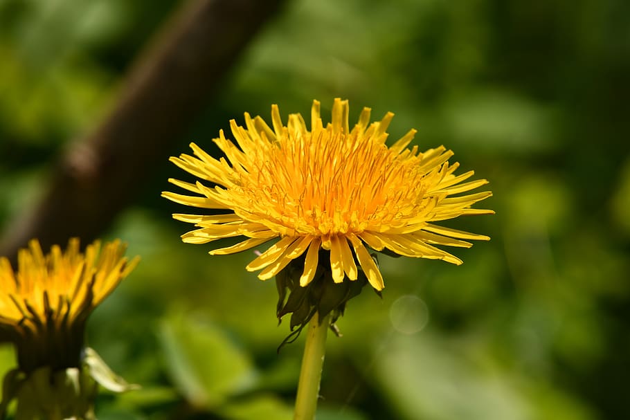 flower, dandelion, spring, yellow, grass, flowering plant, beauty in nature HD wallpaper