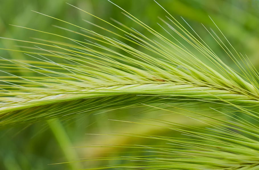 green leafed plant, grass, flora, food, grain, vegetable, produce HD wallpaper