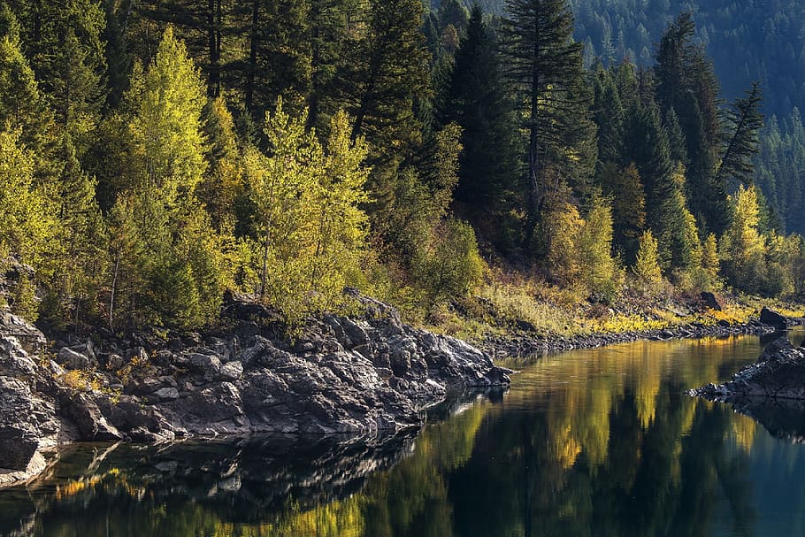 wild, forest, jungle, green, tree, nature, lush, river, water HD wallpaper