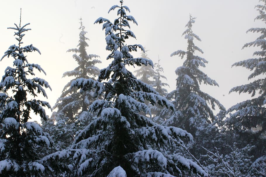 forest, winter, snow, pine trees, cold temperature, plant, beauty in nature HD wallpaper