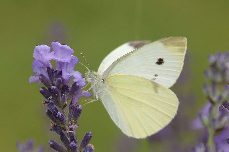small, cabbage, white, ling, butterfly, insect, animal, wild HD wallpaper