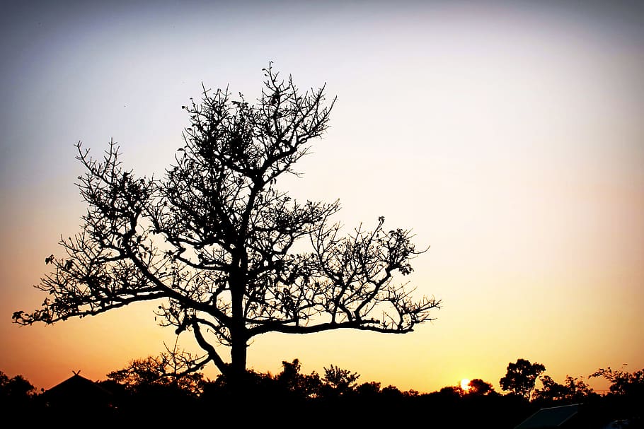 Silhouette of Tree, backlit, beautiful, clear sky, idyllic, nature HD wallpaper