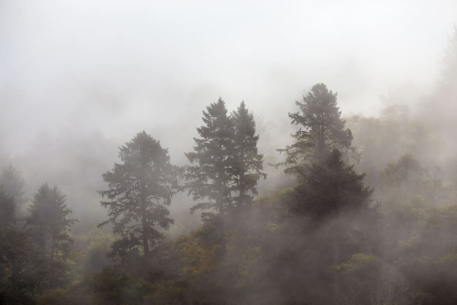 united states, redwood national park, fog, trees, misty forest, HD wallpaper