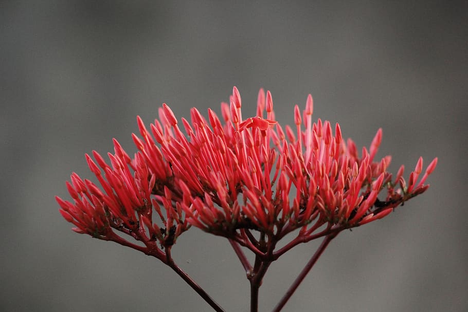 flower, red, pattern, floral, plant, flowering plant, beauty in nature HD wallpaper