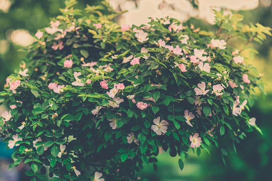 beautiful, trees, lake, forest, plants, flowers, pink, growth, HD wallpaper