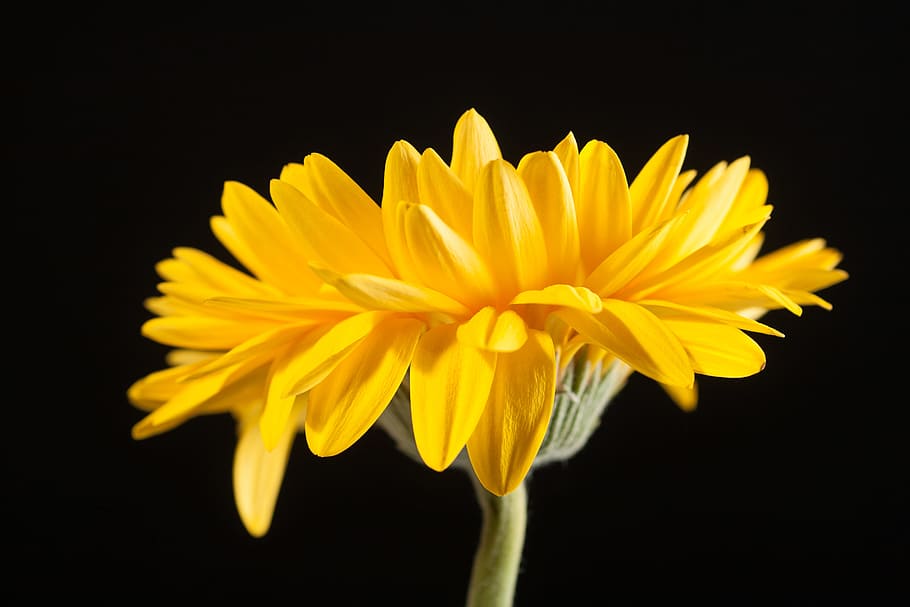 beautiful, yellow, gerbera, stem, isolated, black, closeup HD wallpaper