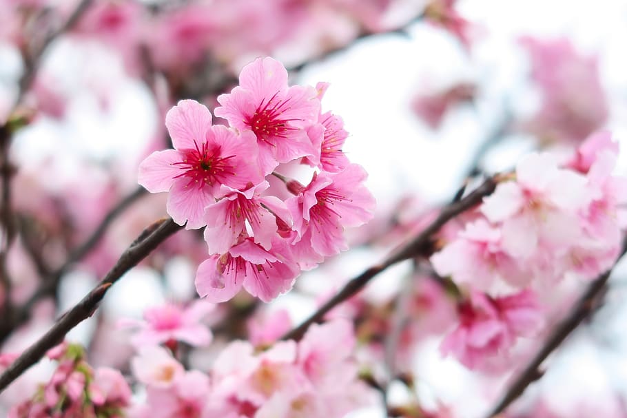 plant, flower, cherry blossom, flowering plant, pink color HD wallpaper