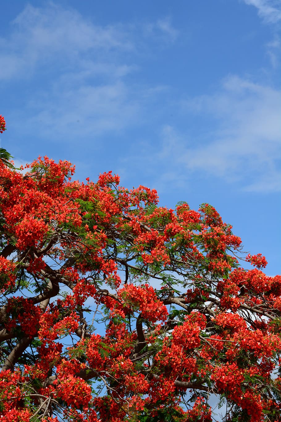 cuba, trinidad, sky, flamboyant, red, plant, beauty in nature, HD wallpaper