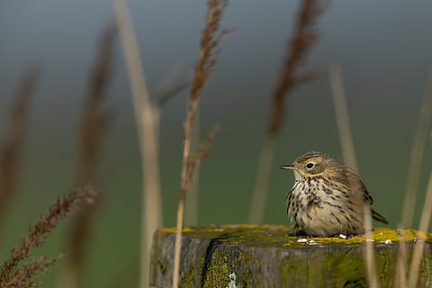 brown bird perching on tree stump, animal, anthus, sparrow, meadow pit HD wallpaper