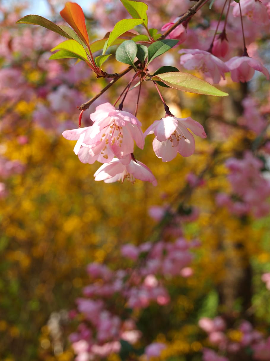 flower, spring, inflorescence, flora, pink, garden, summer HD wallpaper