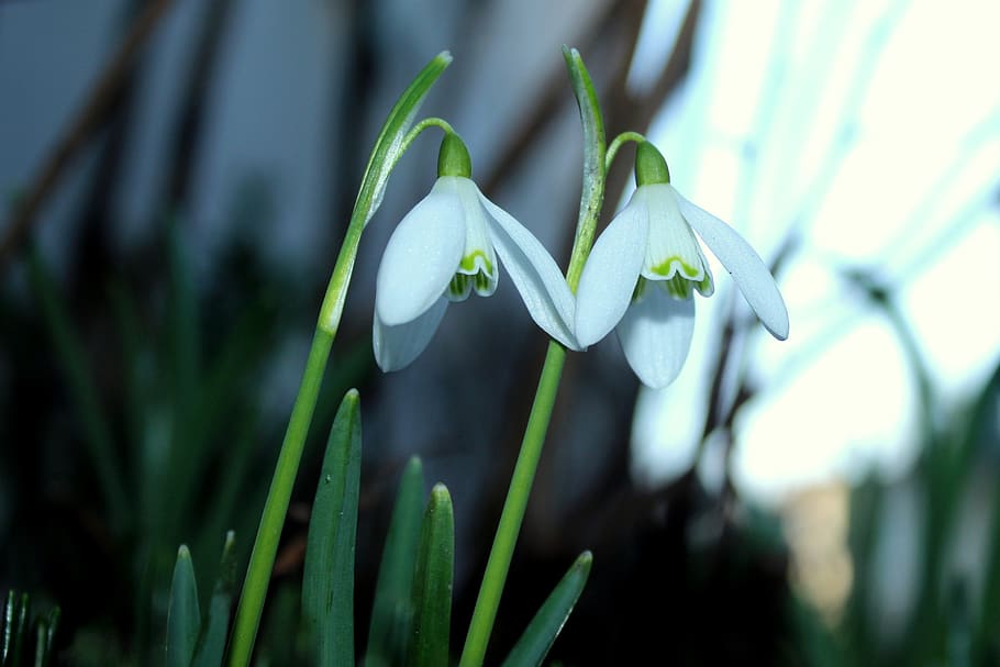snowdrop, spring flowers, early spring, white, figure, nature HD wallpaper