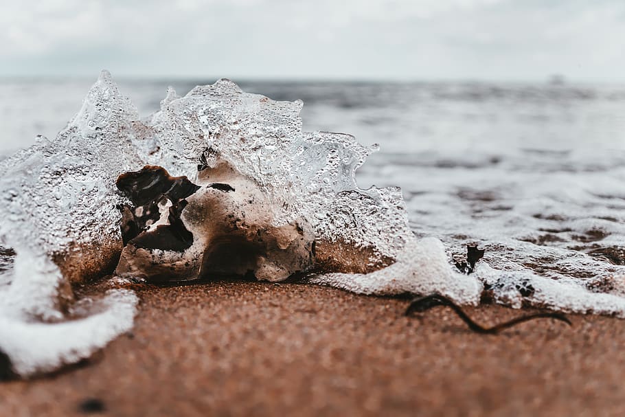 Shell on Seashore, beach, close-up, daylight, landscape, nature HD wallpaper