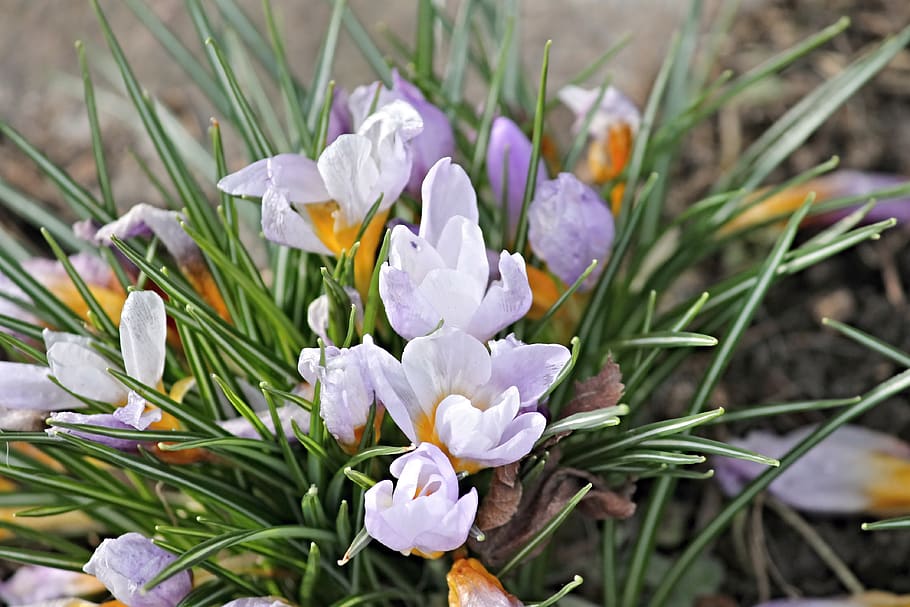 crocus, spring, lenz, early bloomer, violet, yellow, garden HD wallpaper