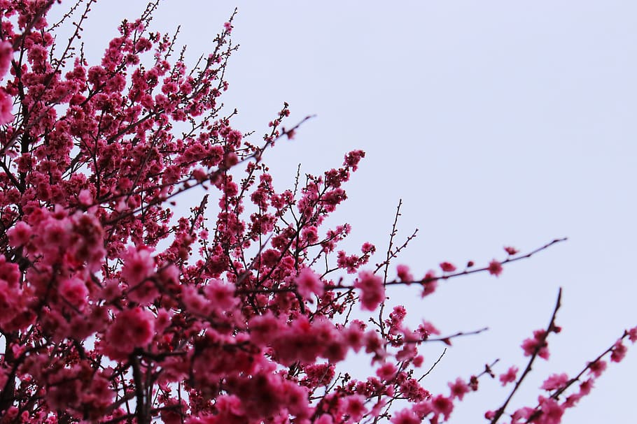 plant, tree, low angle view, growth, pink color, flowering plant HD wallpaper