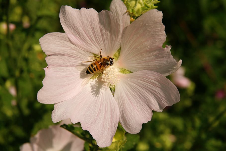 blossom, bloom, bee, insect, pollination, white, flower, flowering plant HD wallpaper