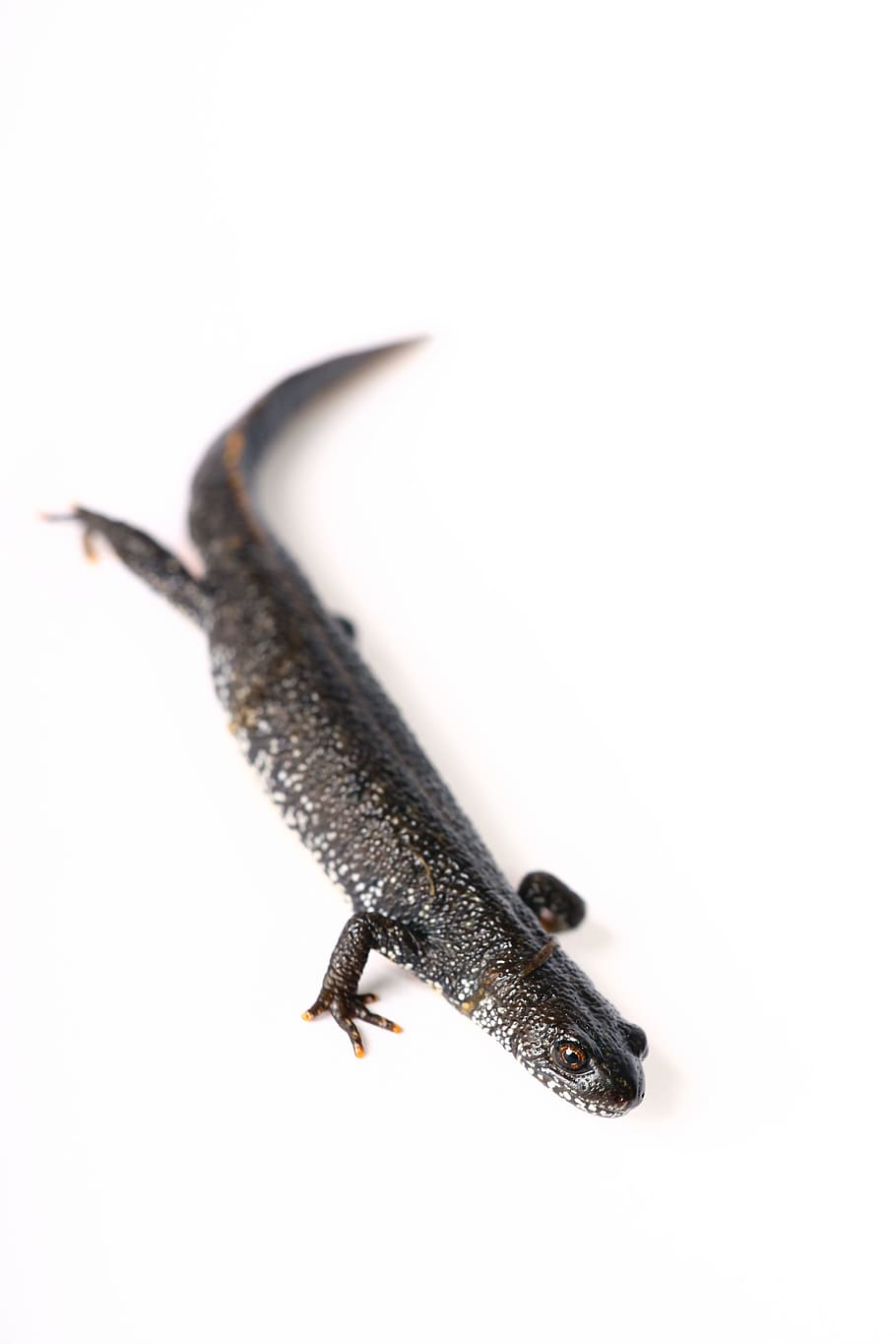 lizard, animal, brown, climbing, close-up, cold, crawl, cute HD wallpaper