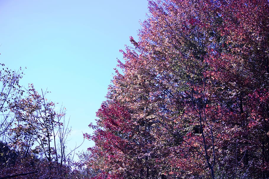 trees, fall, leaves, autunm, nature, michigan nature, color HD wallpaper