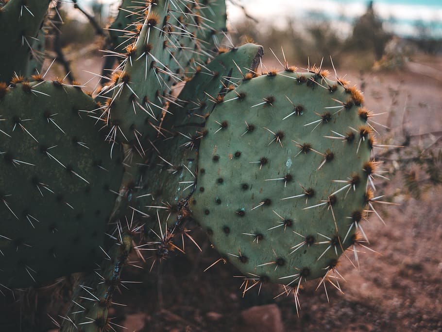 HD wallpaper: mexico, nuevo casas grandes, paquime, g7, panasonic, lumix |  Wallpaper Flare