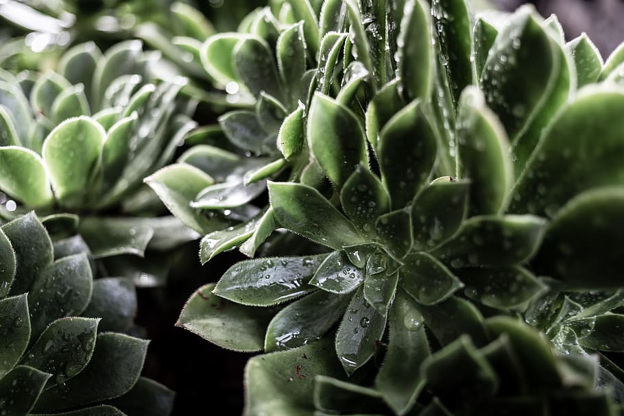 green leafed plant, green color, growth, plant part, close-up HD wallpaper
