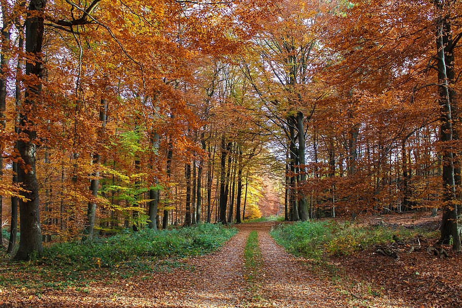 autumn forest, beech wood, forest path, colorful, bright, sunny, HD wallpaper