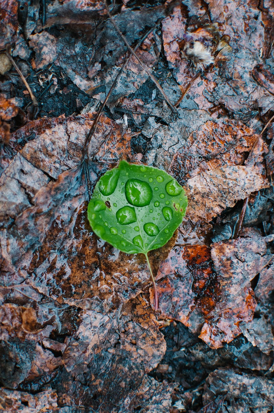leaf, nature, water, colour, simple, macro, details, rain, forest HD wallpaper