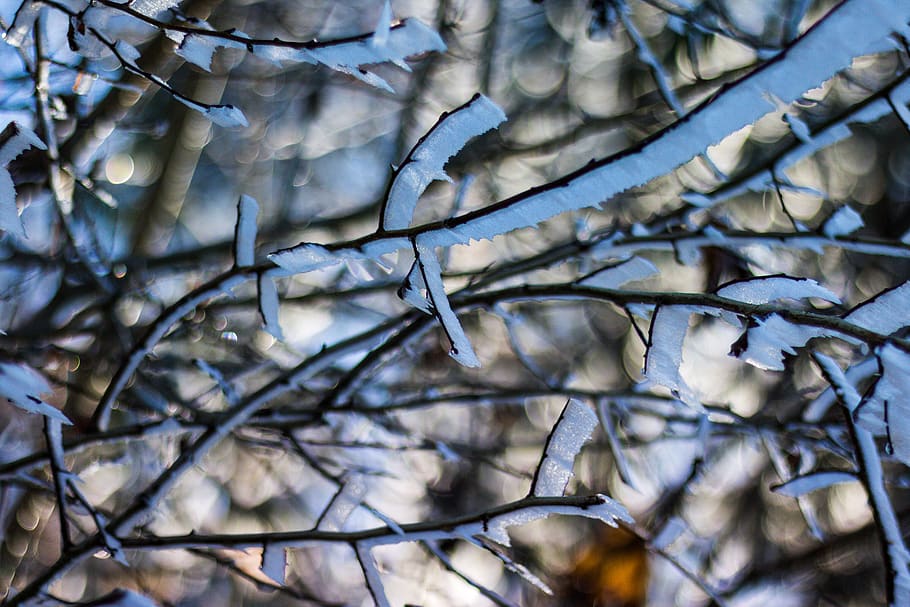 outdoor, winter, cold, ice, tree branches, blurry background HD wallpaper