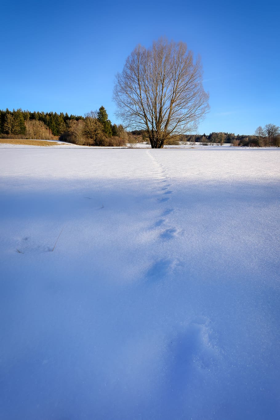 winter, nature, landscape, wintry, mood, cold, sky, tree, light HD wallpaper