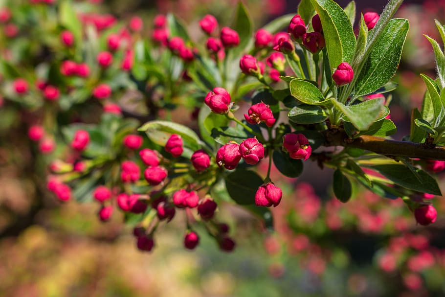spring, bud, blossom, bloom, red, embellishment, growth, plant HD wallpaper