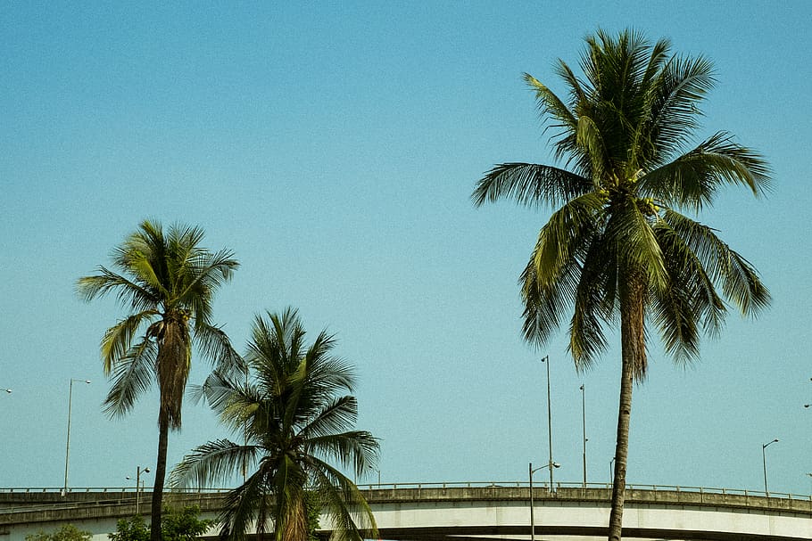 three brown palm trees, tropical climate, sky, plant, growth HD wallpaper