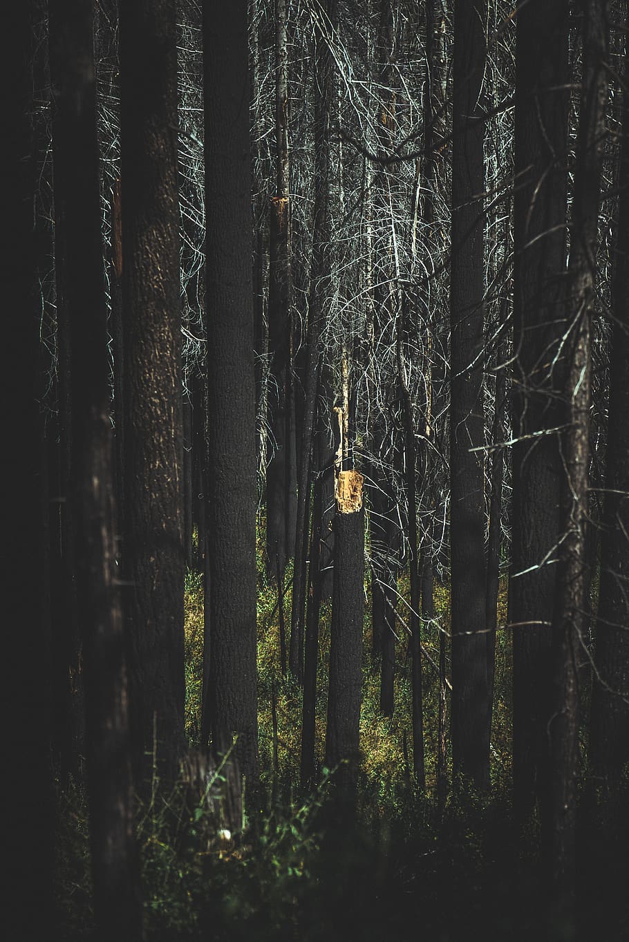 forest tress, tree, plant, tree trunk, land, woodland, growth HD wallpaper