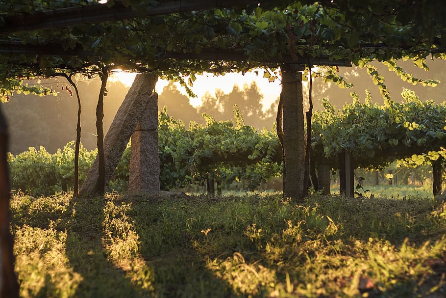 vineyard, grape, grapes, wine, vines, vineyards, green, nature HD wallpaper