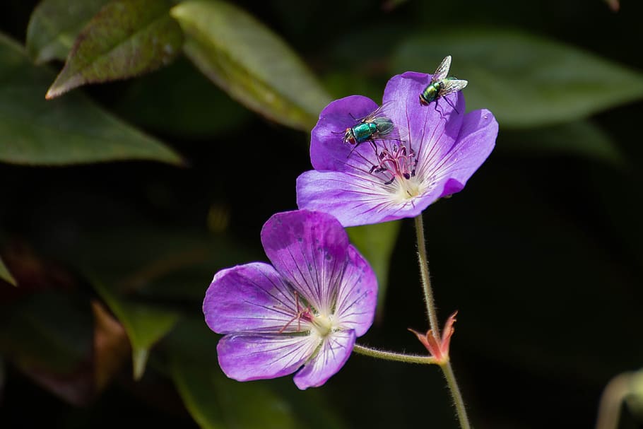 geranium rozanne, fly, garden, bug, nature, flower, flora, summer HD wallpaper