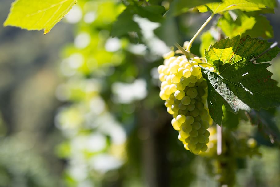 grape, wine, vine, fruit, winegrowing, grapes, grapevine, vitamins HD wallpaper