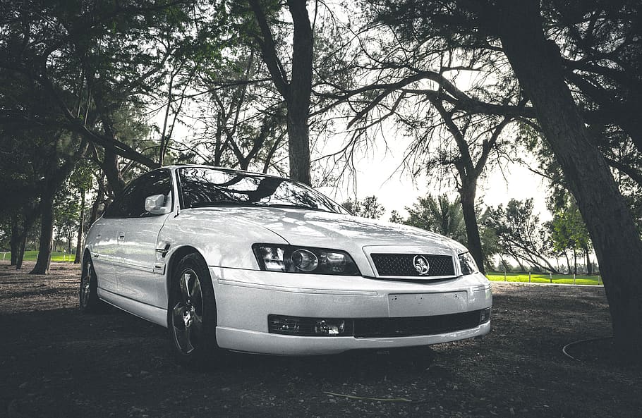 car, tree, mode of transportation, motor vehicle, plant, land vehicle HD wallpaper