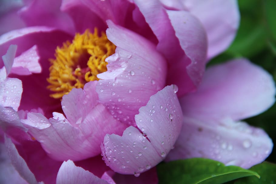 flower, flowering plant, beauty in nature, petal, fragility HD wallpaper