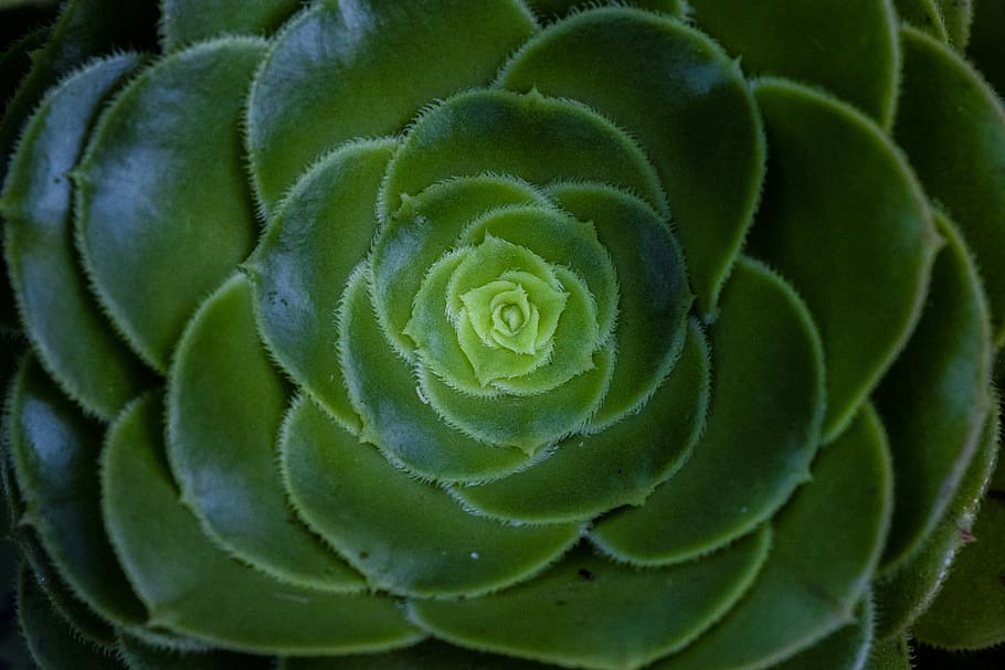 green plants, leaf, plant part, green color, beauty in nature HD wallpaper