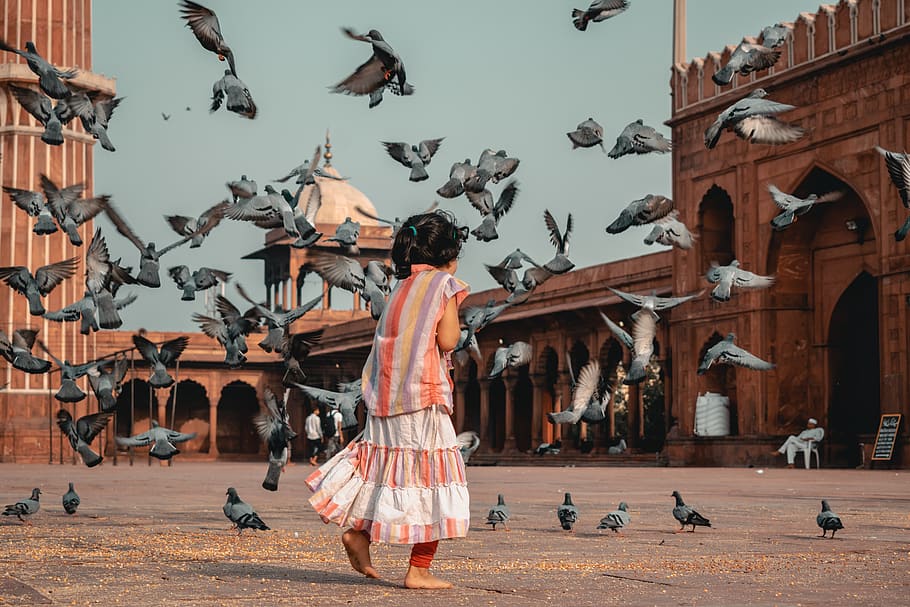 Girl Standing in Front of Flying Pigeons, animals, avian, back view HD wallpaper