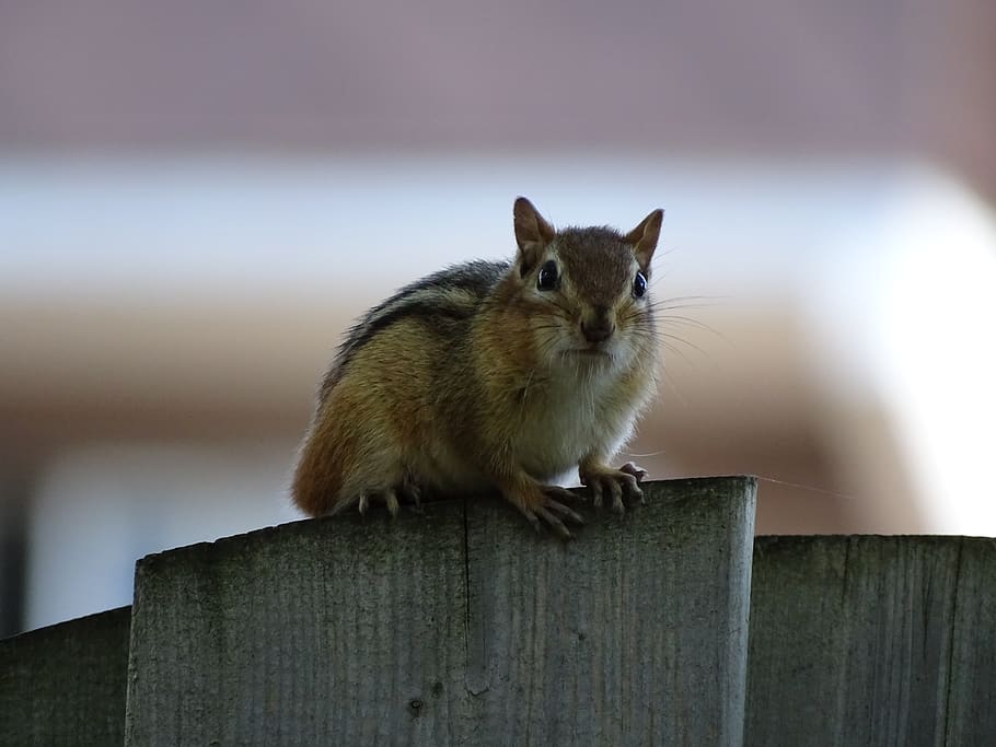 canada, oshawa, squirrel, one animal, mammal, rodent, animal themes HD wallpaper