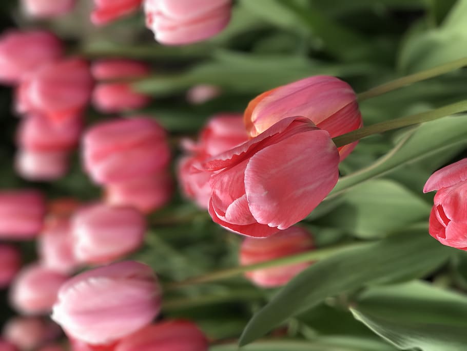 chicago, nature, united states, chicago loop, tulip, pink, flowers, HD wallpaper