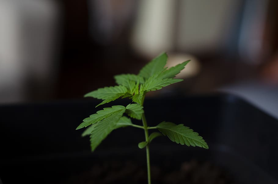 plant, earth, young, leaf, plant part, growth, nature, green color HD wallpaper