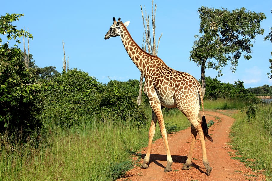 giraffe animal, wildlife, mammal, savanna, grassland, nature, HD wallpaper