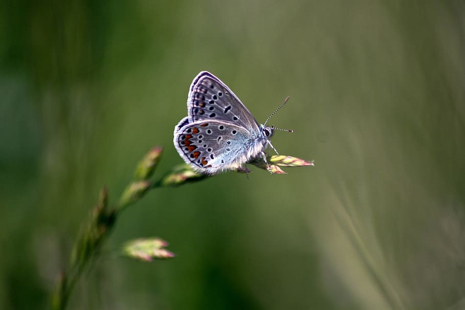 butterfly, macro, insects, flower, nature, colorful, purple HD wallpaper