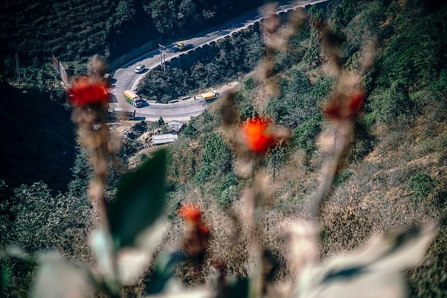 Curvy Highway, plant, nature, transportation, selective focus HD wallpaper